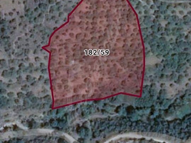 NAZİLLİ BAĞCILLI MAHALLESİNDE 6.671 m²SATILIK VERİMLİ İNCİRLİK - Görsel 11