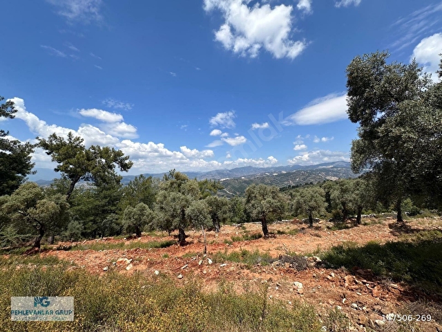 Milas Kırcağızda Yolu Olan Manzaralı 1365m² Zeytinlik - Görsel 7