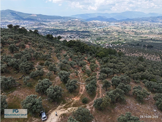 Milas Kırcağızda Yolu Olan Manzaralı 1365m² Zeytinlik - Görsel 5
