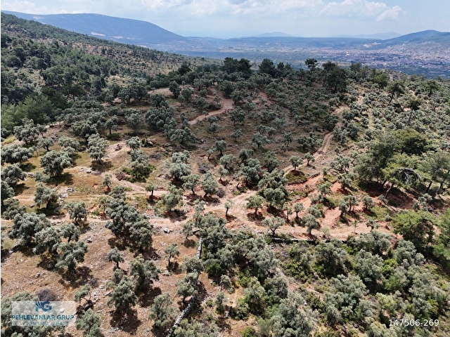 Milas Kırcağızda Yolu Olan Manzaralı 1365m² Zeytinlik - Görsel 3