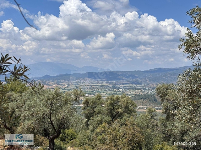 Milas Kırcağızda Yolu Olan Manzaralı 1365m² Zeytinlik - Görsel 12