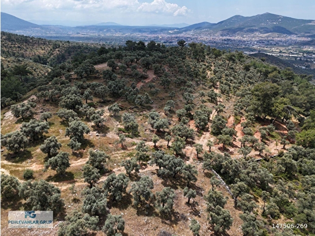 Milas Kırcağızda Yolu Olan Manzaralı 1365m² Zeytinlik - Görsel 2