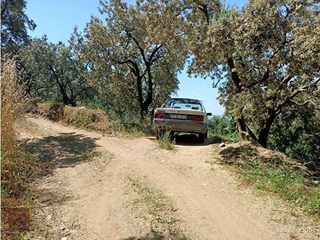 HAMDİ EMLAKTAN UYGUN FİYATA DENİZ MANZARALI 13000 M2 ZEYTİNLİK - Görsel 11