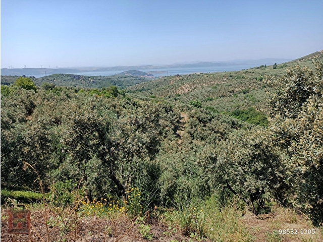HAMDİ EMLAKTAN UYGUN FİYATA DENİZ MANZARALI 13000 M2 ZEYTİNLİK - Görsel 2