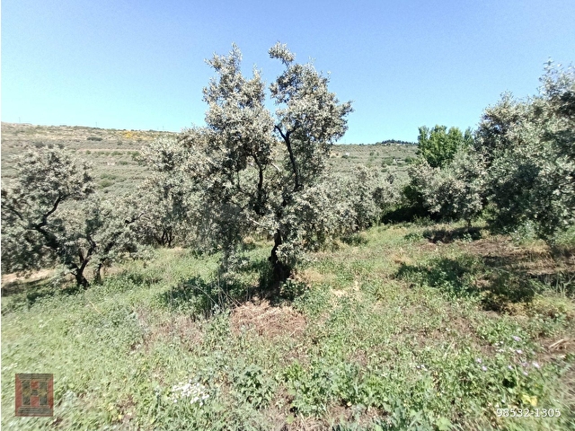 HAMDİ EMLAKTAN UYGUN FİYATA DENİZ MANZARALI 13000 M2 ZEYTİNLİK - Görsel 20