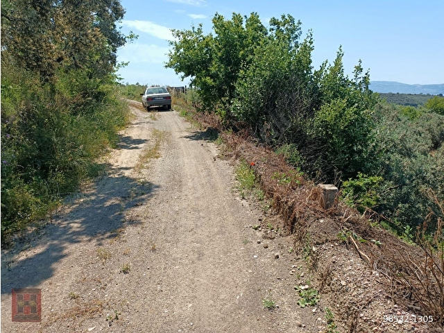 HAMDİ EMLAKTAN UYGUN FİYATA DENİZ MANZARALI 13000 M2 ZEYTİNLİK - Görsel 23