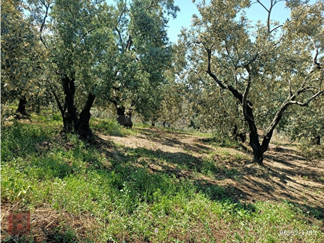 HAMDİ EMLAKTAN UYGUN FİYATA DENİZ MANZARALI 13000 M2 ZEYTİNLİK - Görsel 18