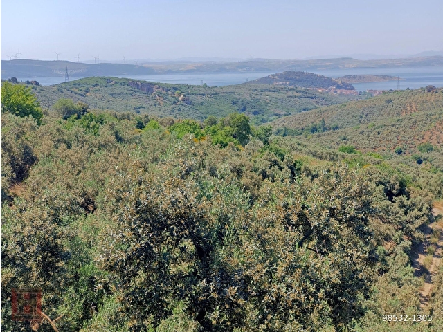 HAMDİ EMLAKTAN UYGUN FİYATA DENİZ MANZARALI 13000 M2 ZEYTİNLİK