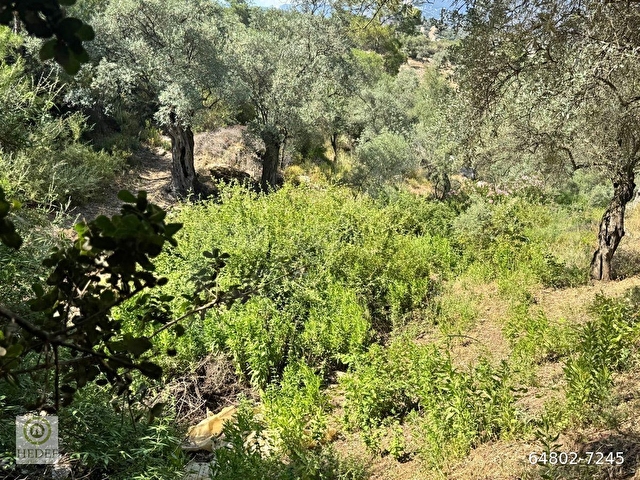 Milas / Epçe Kızılarmut’ta Satılık 1,914 m² Hazır Kuyulu Bakımlı Zeytin Ağaçlı Yatırım Fırsatı - Görsel 3