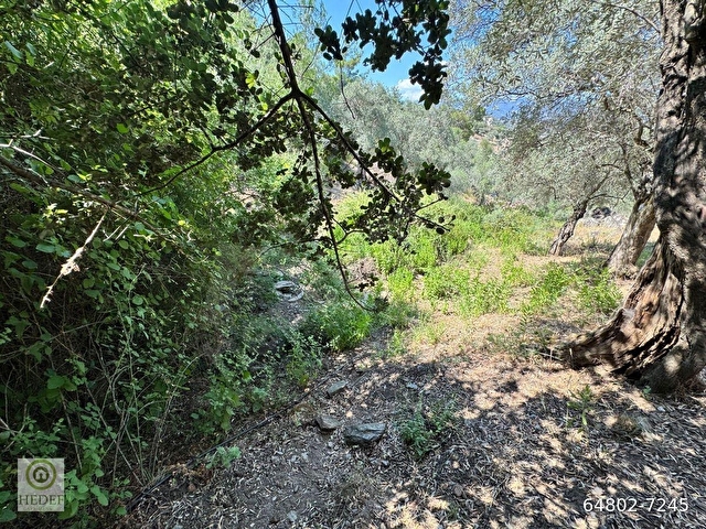 Milas / Epçe Kızılarmut’ta Satılık 1,914 m² Hazır Kuyulu Bakımlı Zeytin Ağaçlı Yatırım Fırsatı - Görsel 4