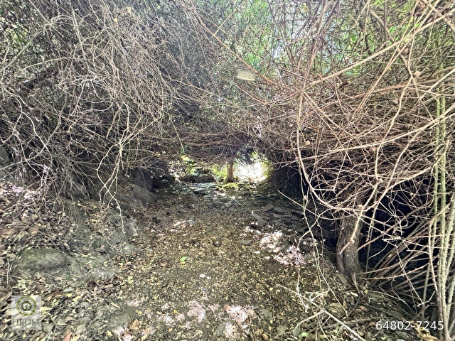 Milas / Epçe Kızılarmut’ta Satılık 1,914 m² Hazır Kuyulu Bakımlı Zeytin Ağaçlı Yatırım Fırsatı - Görsel 22