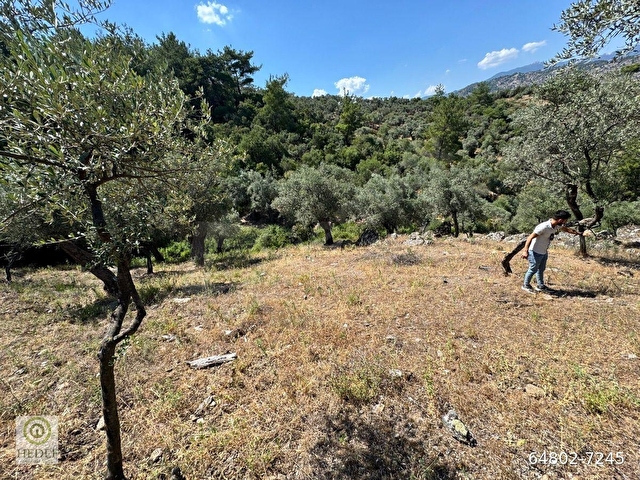 Milas / Epçe Kızılarmut’ta Satılık 1,914 m² Hazır Kuyulu Bakımlı Zeytin Ağaçlı Yatırım Fırsatı - Görsel 28