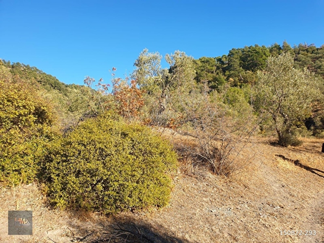 ÇAĞLANDA SATILIK 3605 m2 KELEPİR ZEYTİNLİ TARLA - Görsel 13