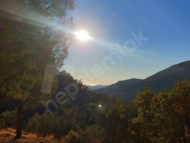 ÇAĞLANDA SATILIK 3605 m2 KELEPİR ZEYTİNLİ TARLA - Görsel 9