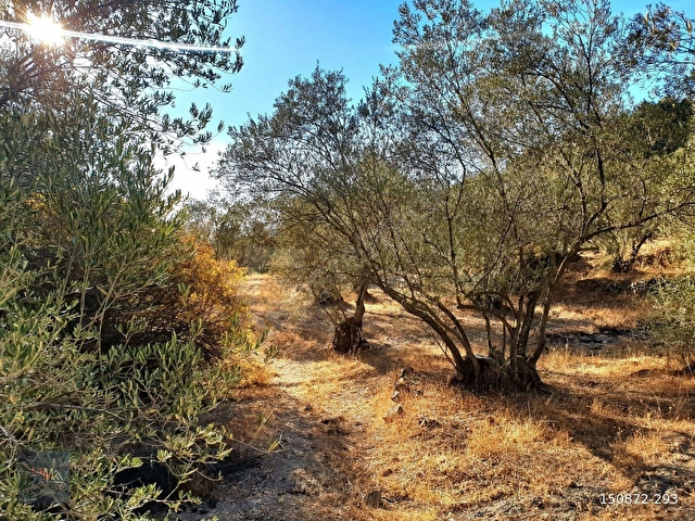 ÇAĞLANDA SATILIK 3605 m2 KELEPİR ZEYTİNLİ TARLA - Görsel 10