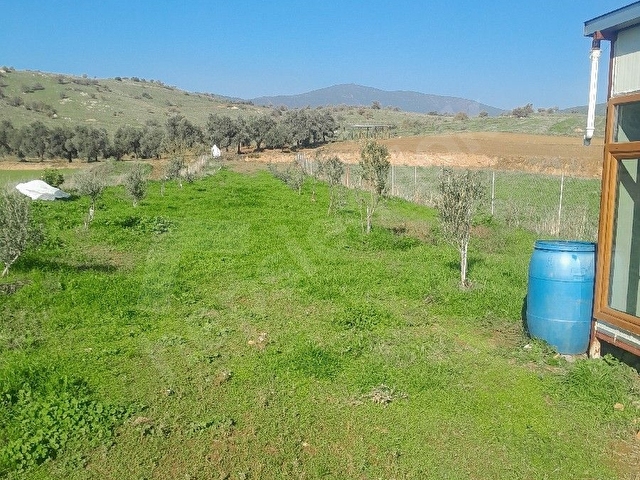 sahibinden zeytin ve meyve fidanli tarla - Görsel 5