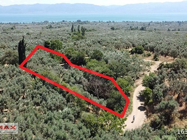 Bursa Orhangazi Çakırlıda 1424m2 YolCephe Fırsat Zeytin Bahçesi. - Görsel 9