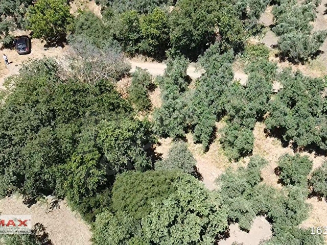 Bursa Orhangazi Çakırlıda 1424m2 YolCephe Fırsat Zeytin Bahçesi. - Görsel 13