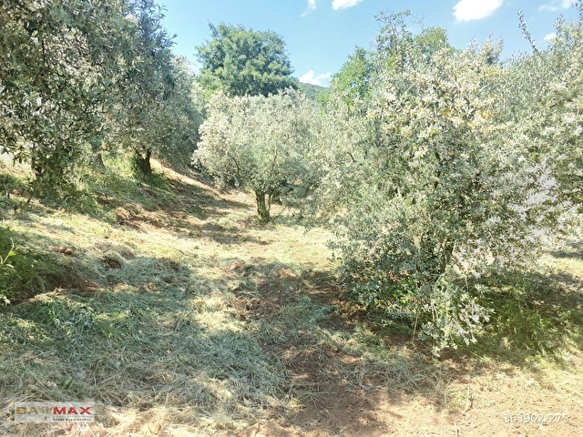 Bursa Orhangazi Çakırlıda 1424m2 YolCephe Fırsat Zeytin Bahçesi. - Görsel 22