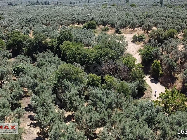 Bursa Orhangazi Çakırlıda 1424m2 YolCephe Fırsat Zeytin Bahçesi. - Görsel 15