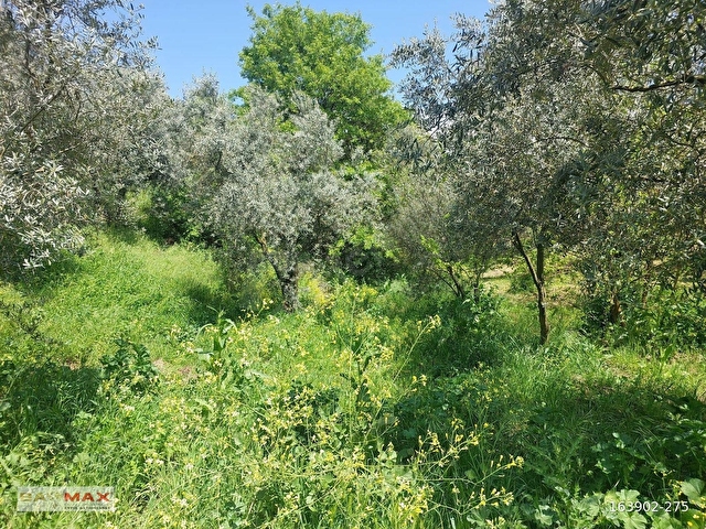 Bursa Orhangazi Çakırlıda 1424m2 YolCephe Fırsat Zeytin Bahçesi. - Görsel 28