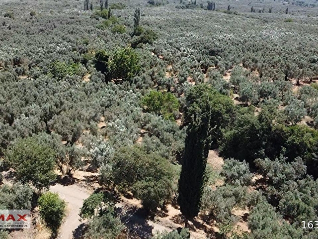 Bursa Orhangazi Çakırlıda 1424m2 YolCephe Fırsat Zeytin Bahçesi. - Görsel 11