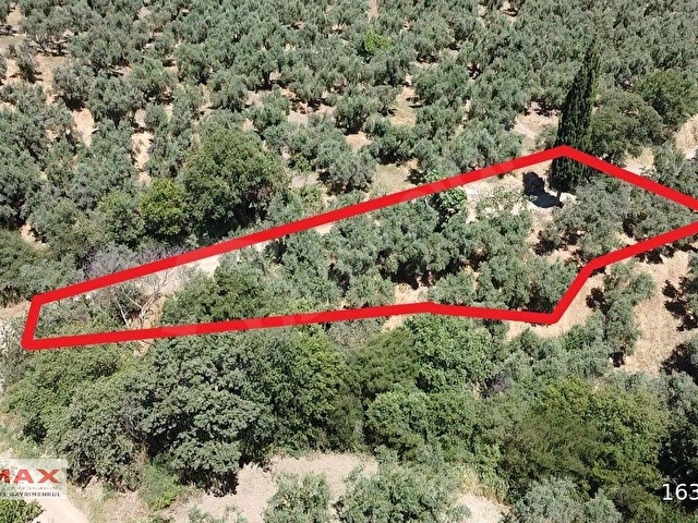 Bursa Orhangazi Çakırlıda 1424m2 YolCephe Fırsat Zeytin Bahçesi. - Görsel 5