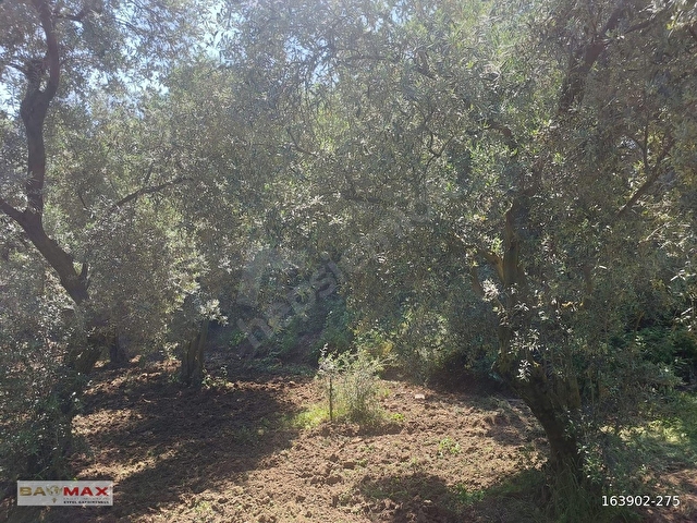 Bursa Orhangazi Çakırlıda 1424m2 YolCephe Fırsat Zeytin Bahçesi. - Görsel 10