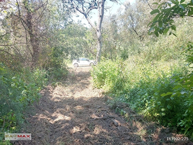 Bursa Orhangazi Çakırlıda 1424m2 YolCephe Fırsat Zeytin Bahçesi. - Görsel 8
