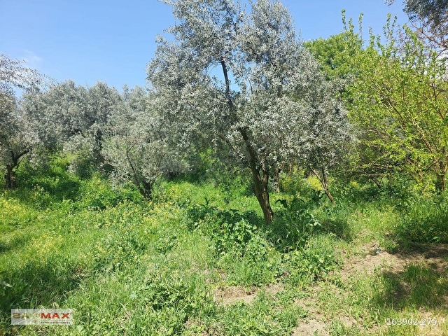 Bursa Orhangazi Çakırlıda 1424m2 YolCephe Fırsat Zeytin Bahçesi. - Görsel 27