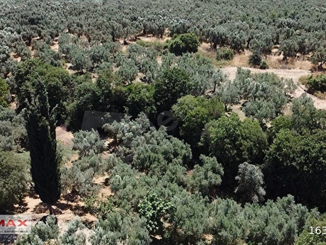 Bursa Orhangazi Çakırlıda 1424m2 YolCephe Fırsat Zeytin Bahçesi. - Görsel 21