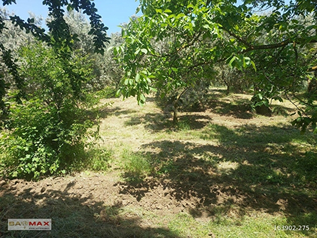 Bursa Orhangazi Çakırlıda 1424m2 YolCephe Fırsat Zeytin Bahçesi. - Görsel 4