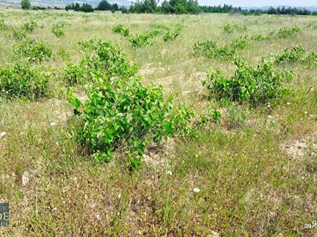 ŞEHZADEDEN ÇAL/KOCAKÖYDE 13.068 M2 SATILIK MÜSTAKİL TAPULU BAĞ - Görsel 20