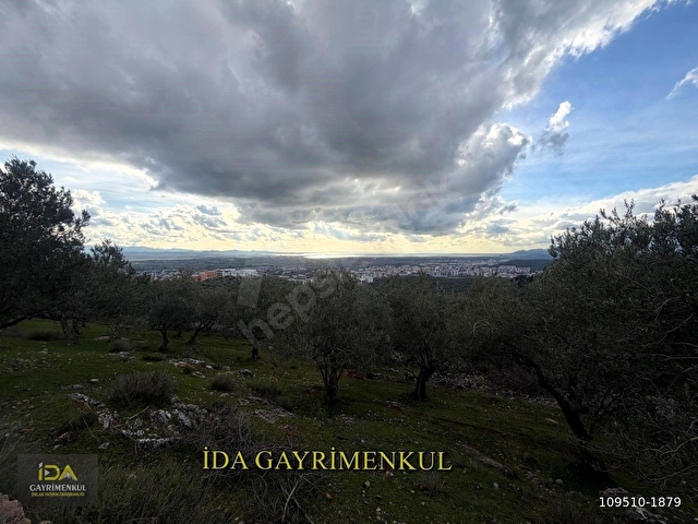İDA GAYRİMENKULDEN EDREMİT TOKİ CİVARI İMARA 175 MT MESAFEDE FULL DENİZ MANZARALI FIRSAT  ZEYTİNLİK