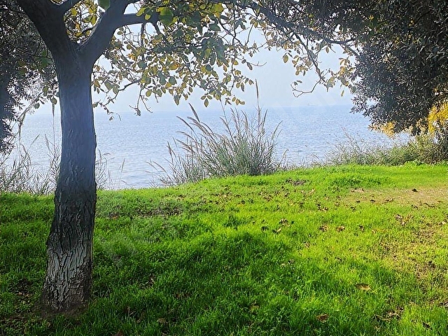 YALOVA ARMUTLU KAPAKLI DENİZE SIFIR ZEYTİNLİK - Görsel 10