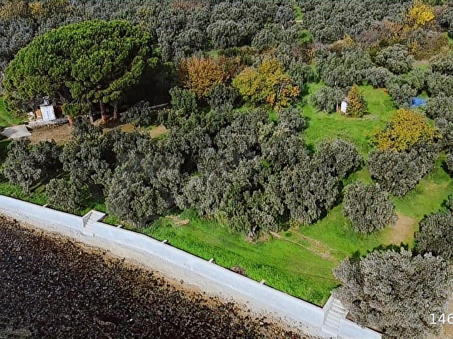 YALOVA ARMUTLU KAPAKLI DENİZE SIFIR ZEYTİNLİK - Görsel 12
