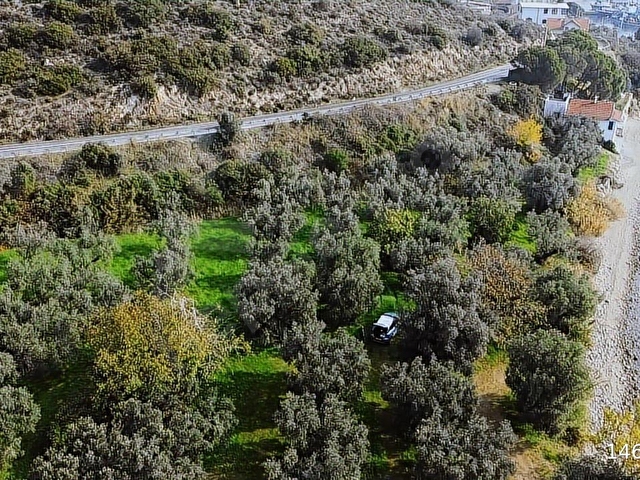 YALOVA ARMUTLU KAPAKLI DENİZE SIFIR ZEYTİNLİK - Görsel 9