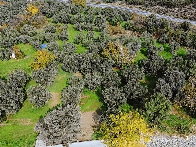 YALOVA ARMUTLU KAPAKLI DENİZE SIFIR ZEYTİNLİK - Görsel 13
