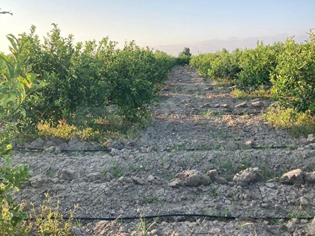 EGEMENDEN MERSİN -SİLİFKE-ARKUM DA 10 000 M2 ARSA-TARLA-BAHÇE MÜSTAKİL TAPULU ACELE SATILIK.. - Görsel 5