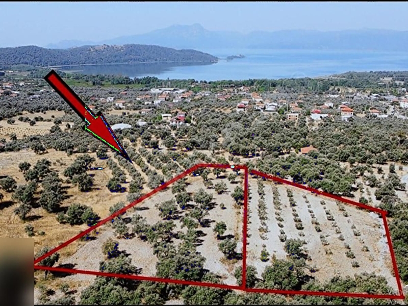 Yüksekkum'dan göl manzaralı 4450 m2 zeytin bahçesi satılık