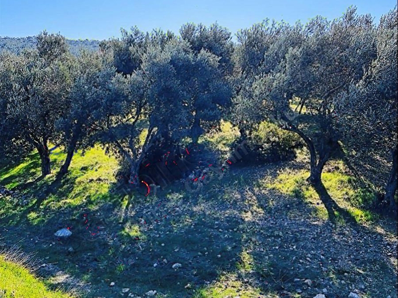 Bergama zeyti̇ndağda yola cephe satilik arsa