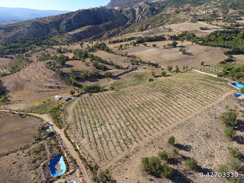 Sahibinden satilik 20 donum zeytin bahcesi