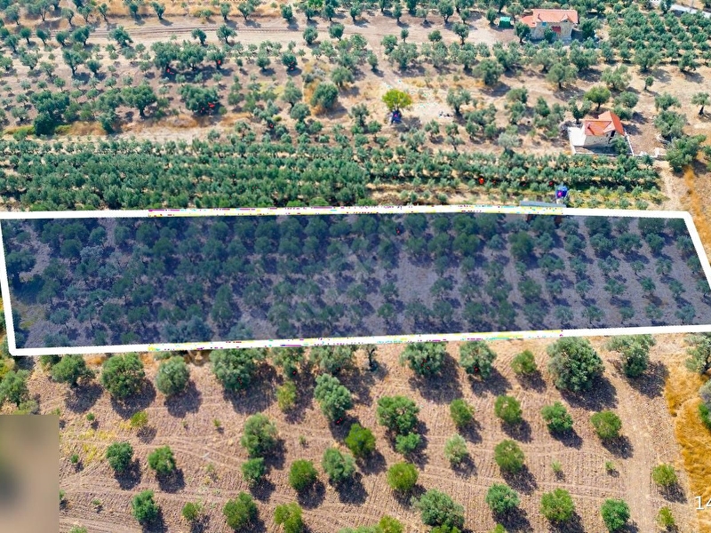 Foça kocamehmetler mevkiinde satılık tarla, zeytinlik