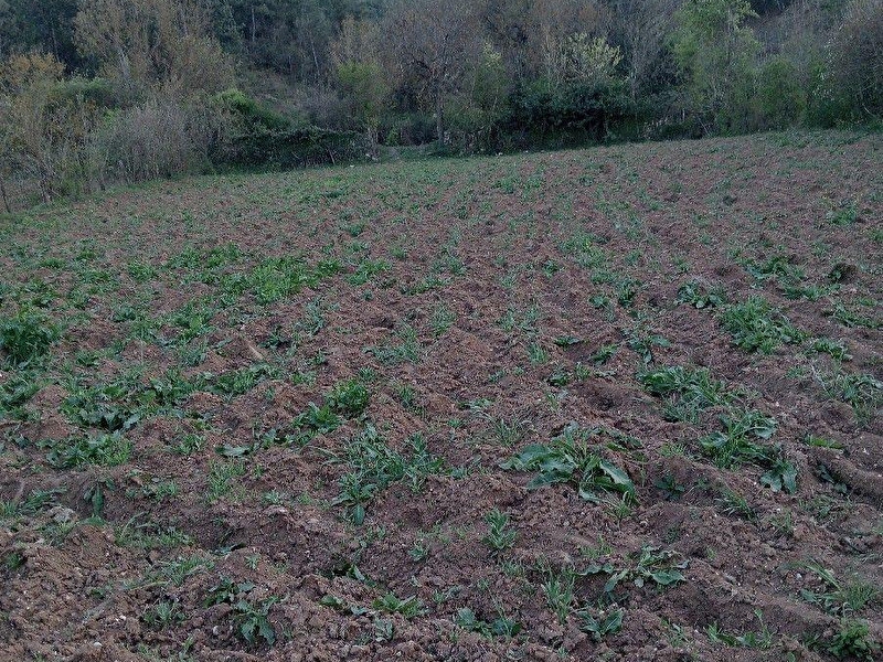 Safranbolu toprakcuma çıraklar mahallesinde satılık 820 m2 bahçe.