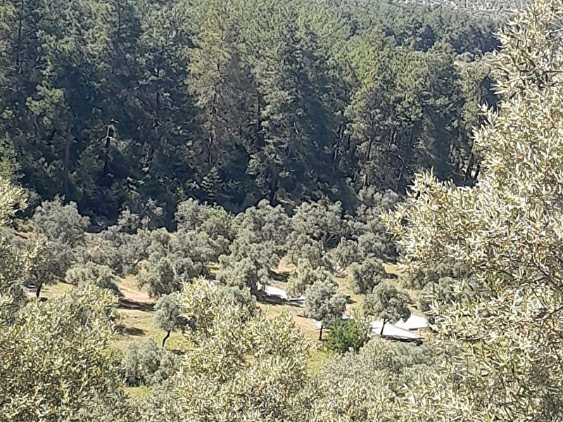 Hg bozbük emlak  mi̇las gürcamlarda zeyni̇nli̇ tarla