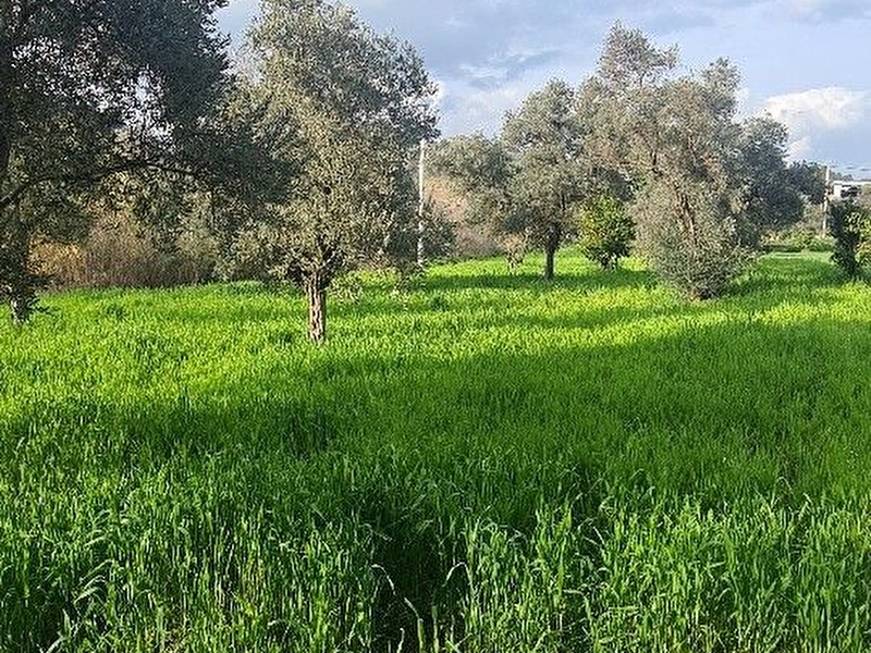 Aydın emirdoğan mahallesinde kelepir arsa