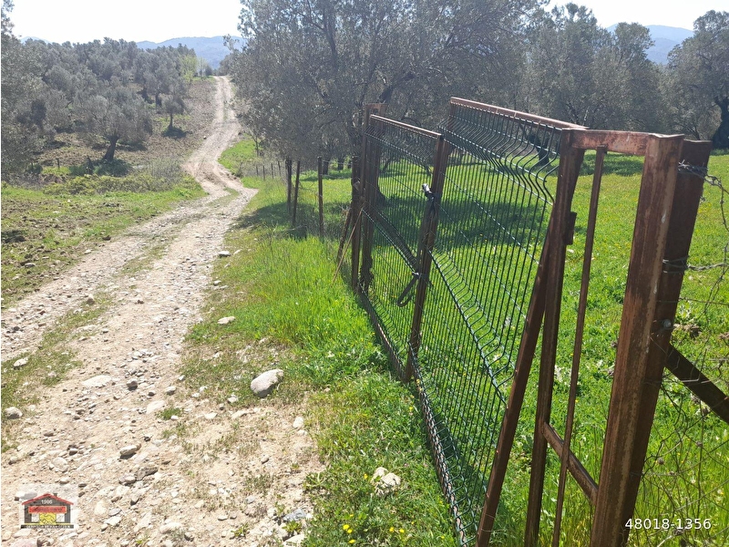 Altinoluk uygunewr emalak tan havran merkeze 4 km mesafede 5700 m2 zeyti̇nli̇k