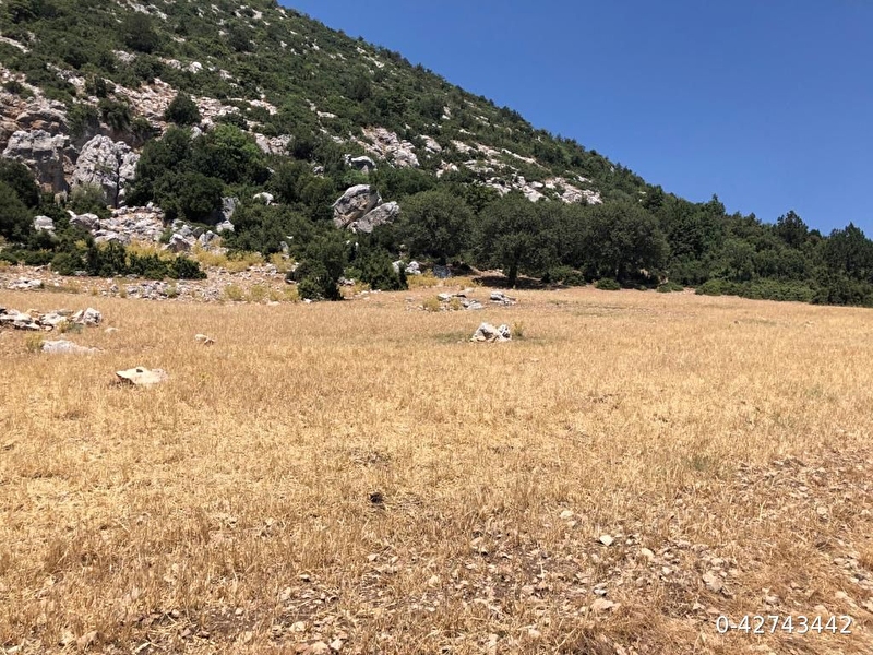 Korucak mevki 14.412 m2 orman içi tek tapu tarla