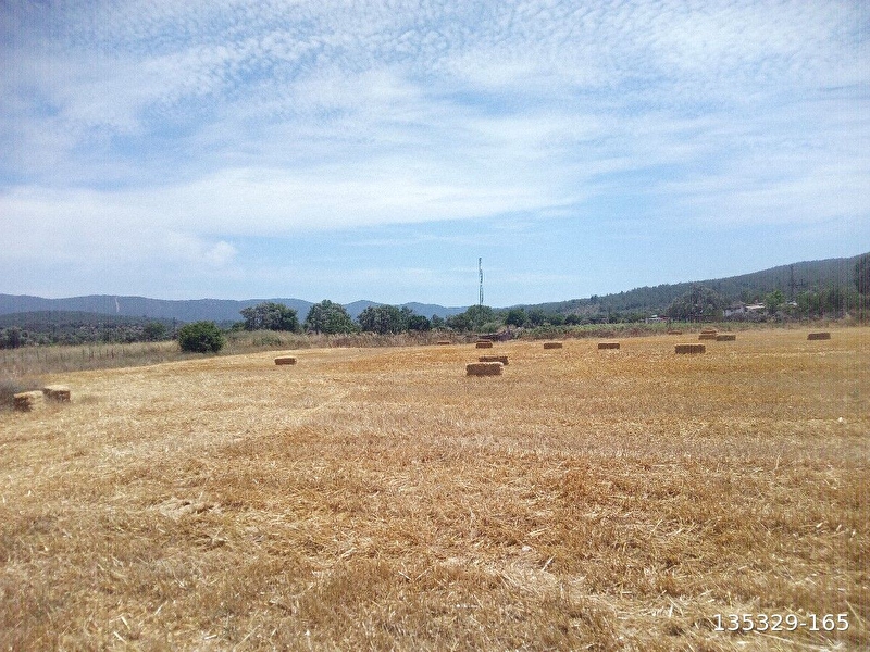 Kazıklı mahallesinde satılık 7800 m2 tarla