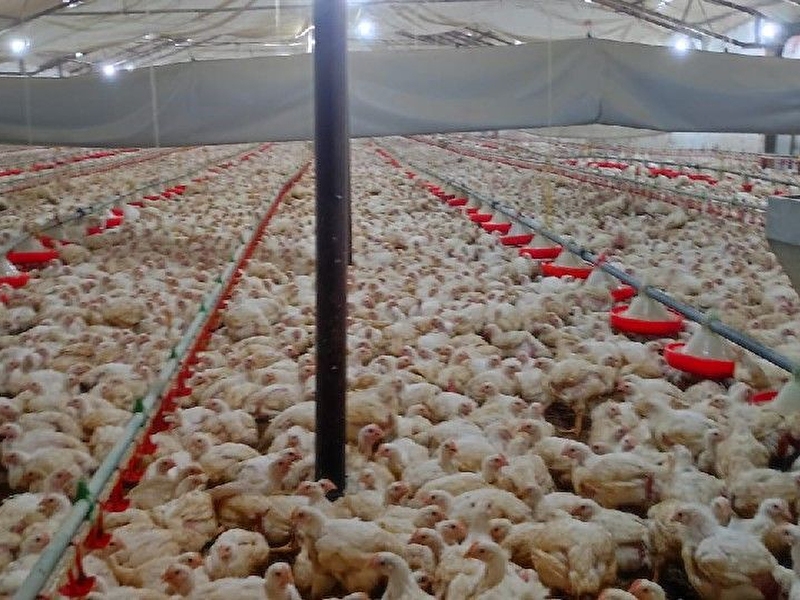 Kocaeli kandıra tekzen köyünde satılık tavuk çiftliği